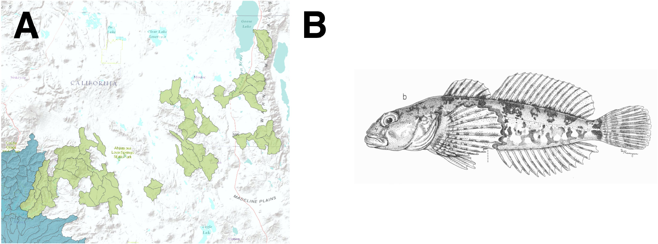 ภาพ ปลา pitensis (Cottus pitensis)