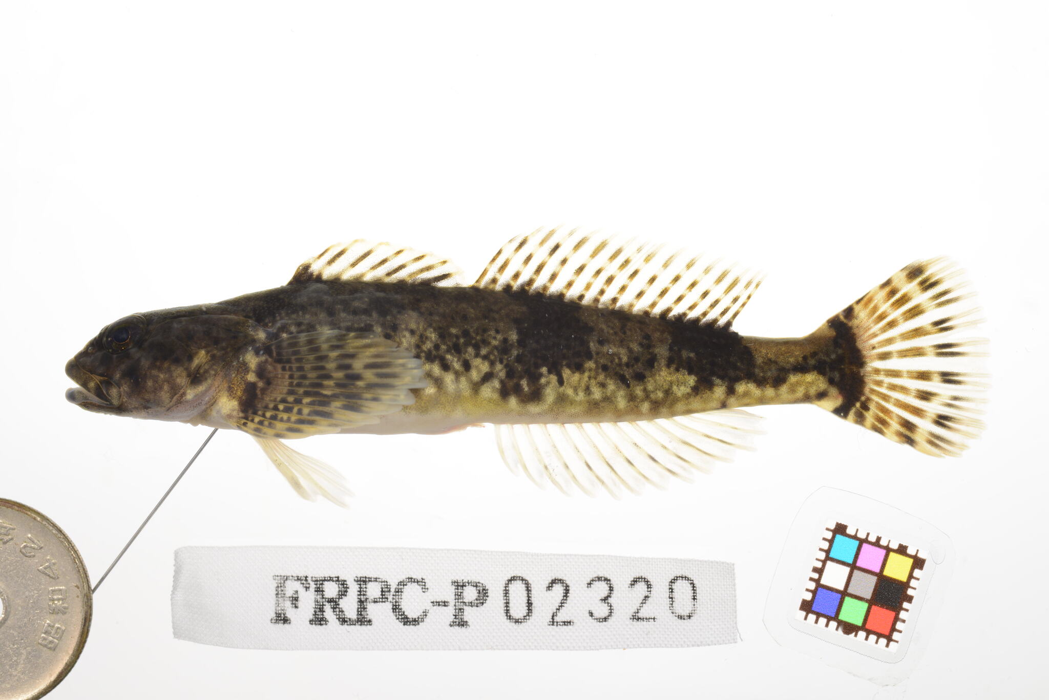 ภาพ ปลา pollux (Cottus pollux)