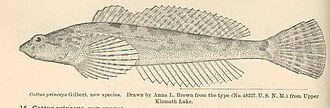 ภาพ ปลา princeps (Cottus princeps)