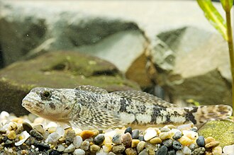 ภาพ ปลา reinii (Cottus reinii)