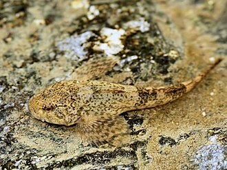 ภาพ ปลา rhenanus (Cottus rhenanus)