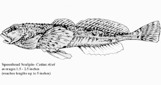 ภาพ ปลา ricei (Cottus ricei)