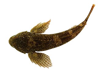ภาพ ปลา rondeleti (Cottus rondeleti)