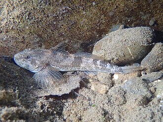 ภาพ ปลา sabaudicus (Cottus sabaudicus)