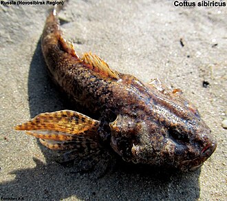 ภาพ ปลา sibiricus (Cottus sibiricus)