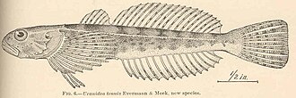 ภาพ ปลา tenuis (Cottus tenuis)