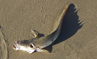 ภาพ ปลา angusticeps (Crapatalus angusticeps)