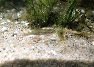 ภาพ ปลา marjoriae (Craterocephalus marjoriae)