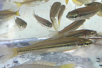 ภาพ ปลา stercusmuscarum (Craterocephalus stercusmuscarum)