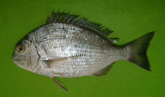ภาพ ปลา crenidens (Crenidens crenidens)