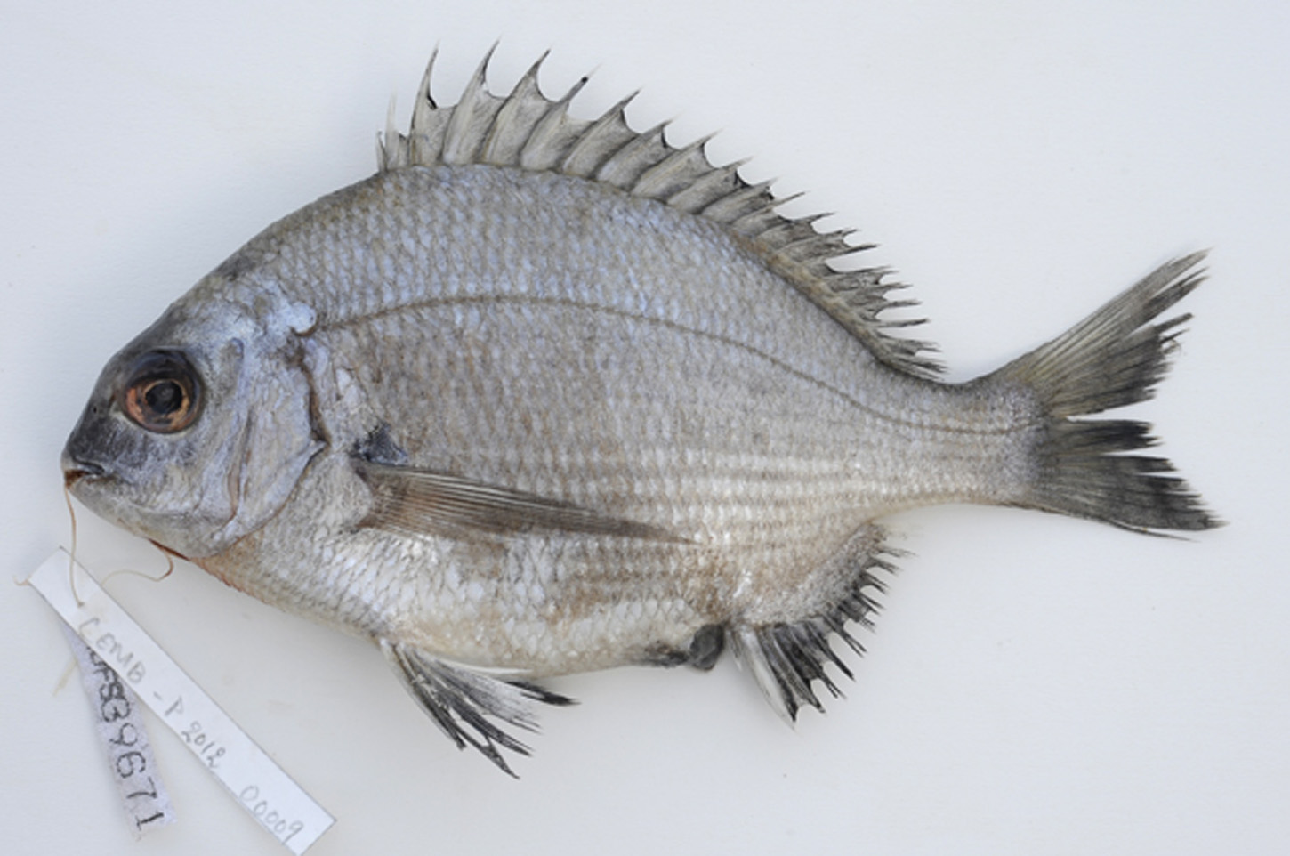 ภาพ ปลา indicus (Crenidens indicus)