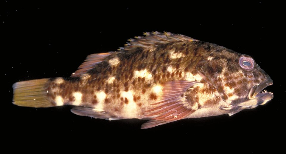 ภาพ ปลาเหยี่ยวดำลายจุด (Cristacirrhitus punctatus)