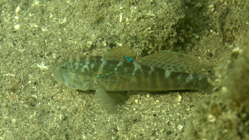 ภาพ ปลาบู่มีหงอนบู่ (Cristatogobius lophius)
