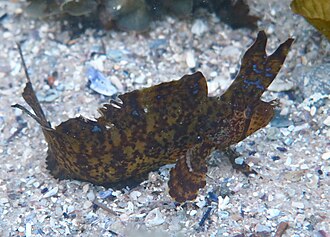 ภาพ ปลา aurantiacus (Cristiceps aurantiacus)