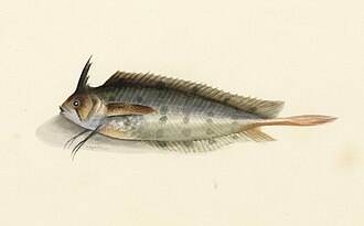 ภาพ ปลา australis (Cristiceps australis)