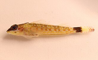 ภาพ ปลา gracilis (Crocodilichthys gracilis)