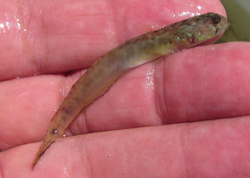 ภาพ ปลาบู่ปากแม่น้ำบู่ (Croilia mossambica)