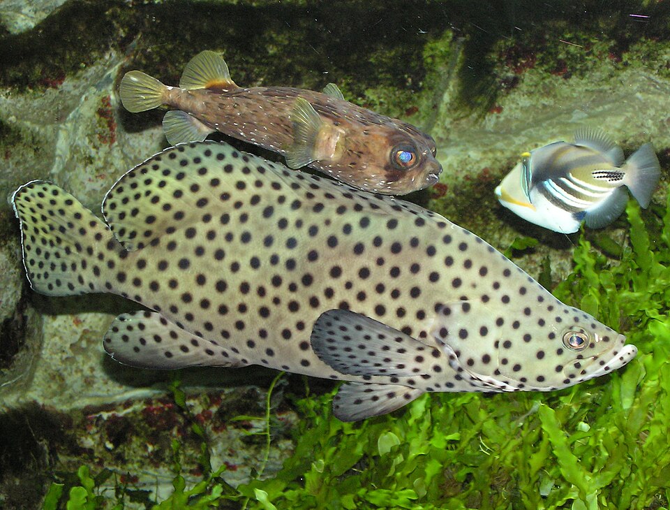 ภาพ ปลากะรังหน้างอน (ปลาเก๋าหนู) (Cromileptes altivelis)