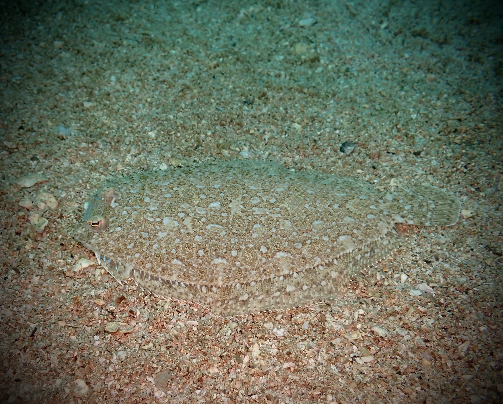 ภาพ ปลา kobensis (Crossorhombus kobensis)