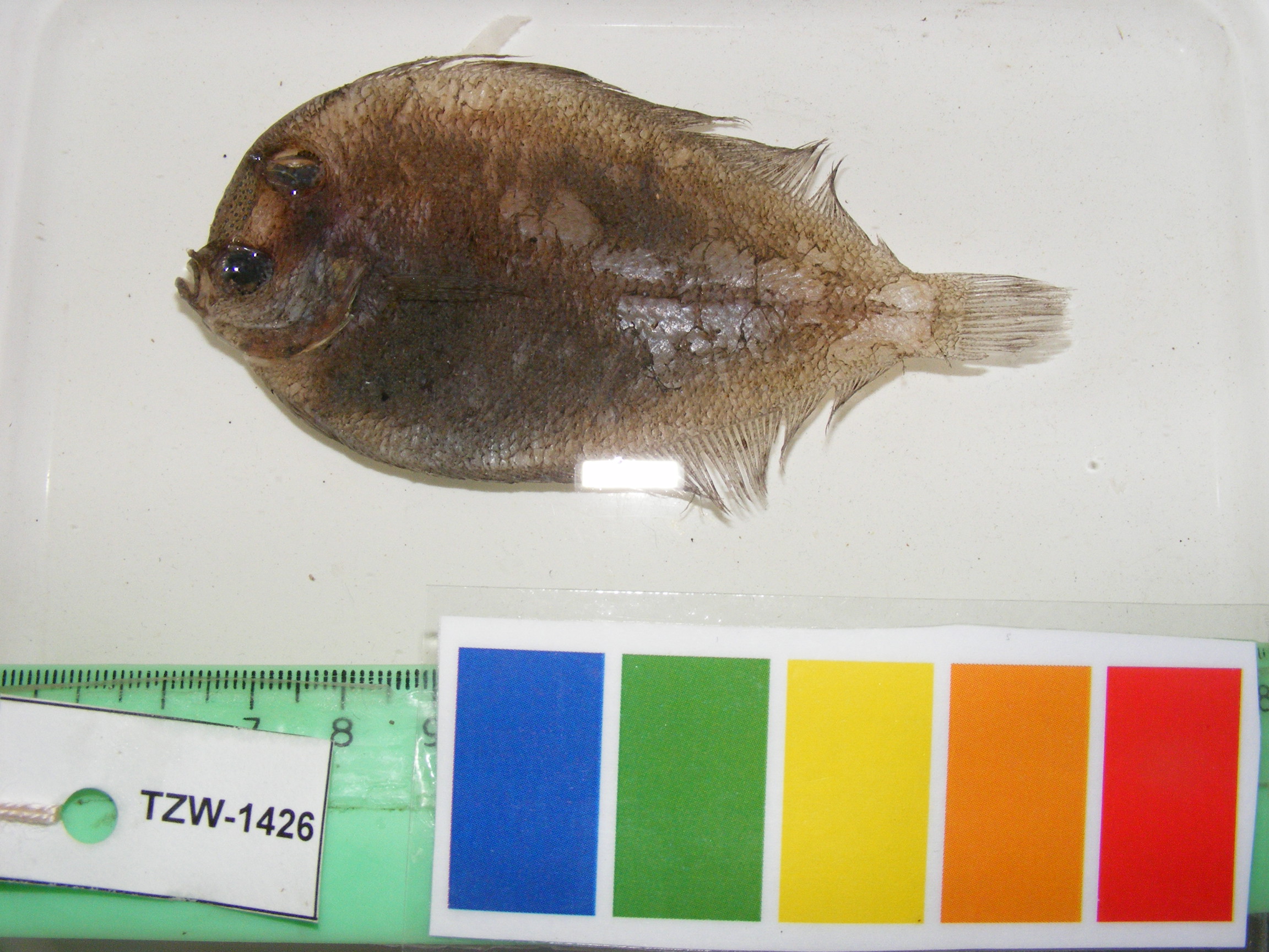 ภาพ ปลา valderostratus (Crossorhombus valderostratus)