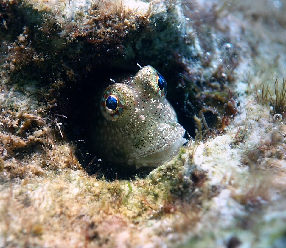 ภาพ ปลาตั๊กแตนหินจุดตั๊กแตนหิน (Crossosalarias macrospilus)
