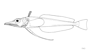 ภาพ ปลา antarcticus (Cryodraco antarcticus)