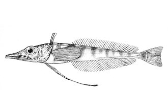ภาพ ปลา atkinsoni (Cryodraco atkinsoni)