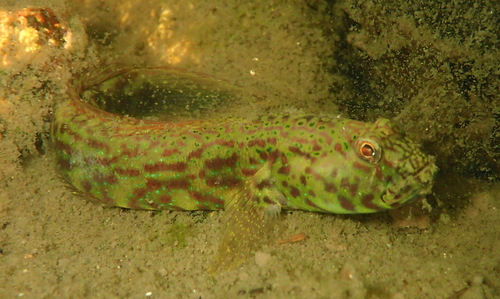 ภาพ ปลาบู่อาระเบียบู่ (Cryptocentroides arabicus)