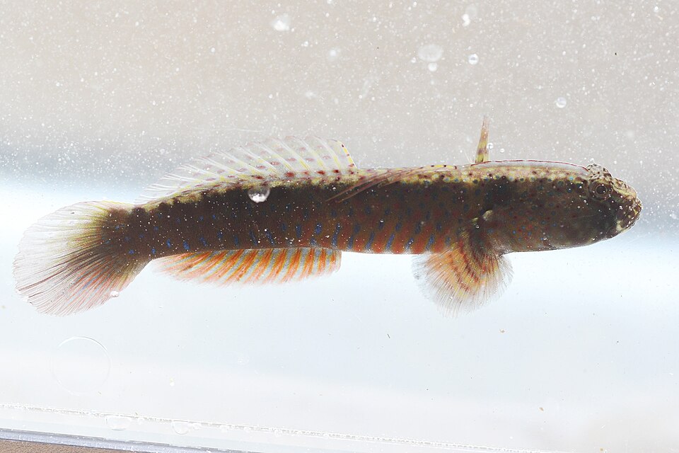 ภาพ ปลาบู่มีหงอนบู่ (Cryptocentroides gobioides)