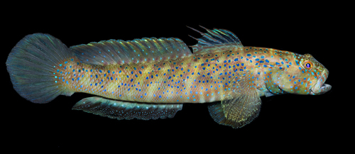 ภาพ ปลาบู่บู่ (Cryptocentroides insignis)