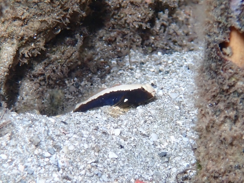 ภาพ ปลาบู่คู่กุ้งกุ้งบู่ (Cryptocentrus albidorsus)