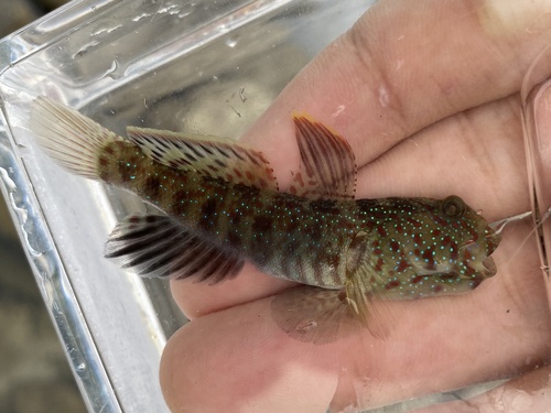 ภาพ ปลาบู่คู่กุ้ง altipinna (Cryptocentrus altipinna)