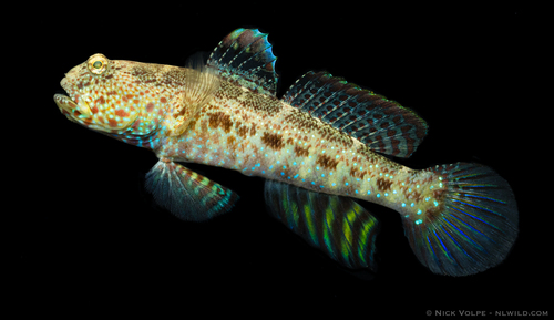 ภาพ ปลาบู่คู่กุ้งน้ำเงินลายประบู่ (Cryptocentrus caeruleomaculatus)