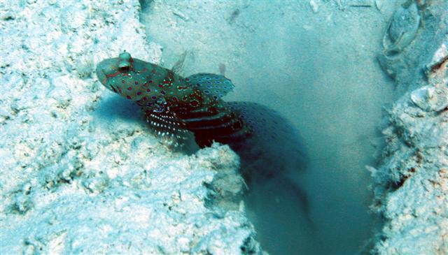 ภาพ ปลาบู่คู่กุ้งลายตัวตลกบู่ (Cryptocentrus caeruleopunctatus)
