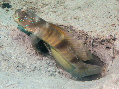 ภาพ ปลาบู่คู่กุ้ง cebuanus (Cryptocentrus cebuanus)