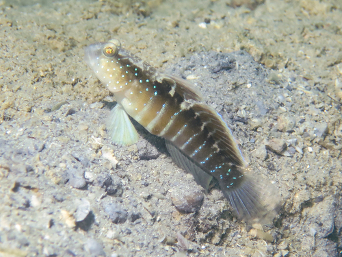 ภาพ ปลาบู่คู่กุ้ง cyanospilotus (Cryptocentrus cyanospilotus)