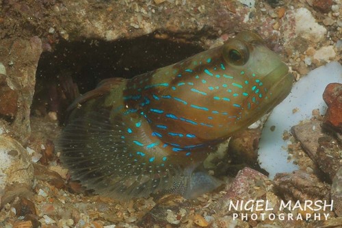 ภาพ ปลาบู่คู่กุ้งกุ้งบู่ (Cryptocentrus cyanotaenia)