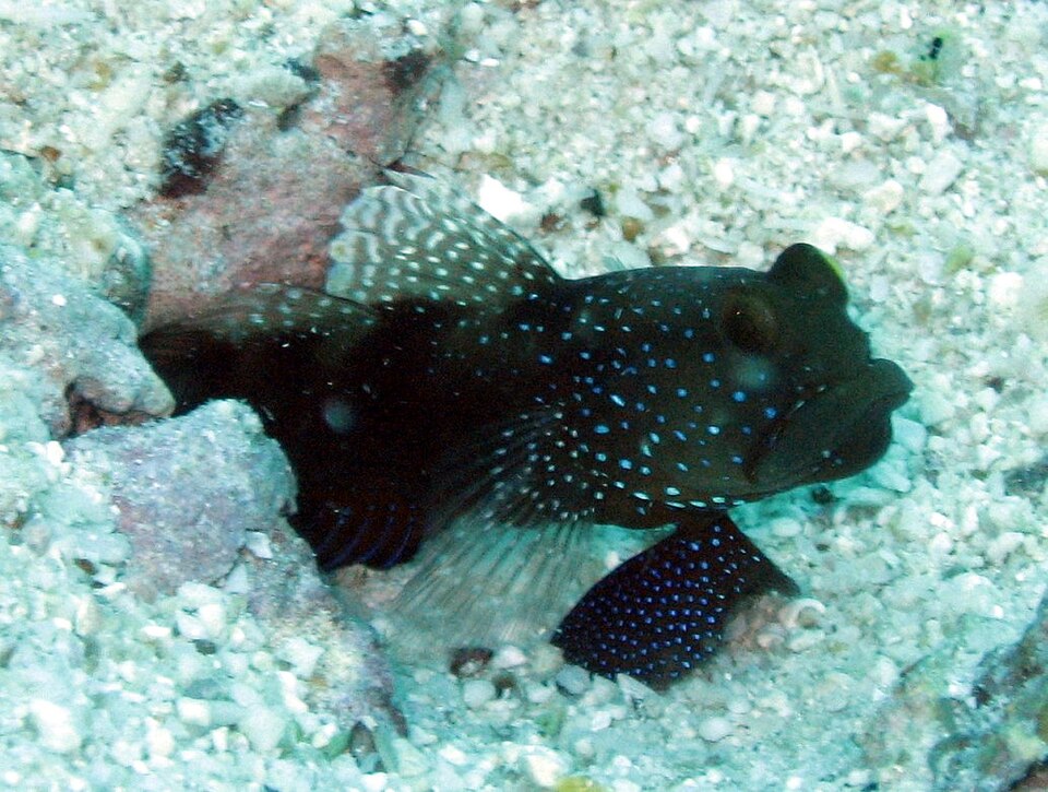 ภาพ ปลาบู่คู่กุ้งลายขวางบู่ (Cryptocentrus fasciatus)