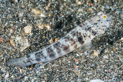 ภาพ ปลาบู่คู่กุ้งดำกุ้งบู่ (Cryptocentrus inexplicatus)