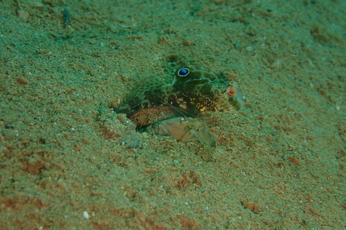 ภาพ ปลาบู่คู่กุ้งบู่ (Cryptocentrus insignitus)