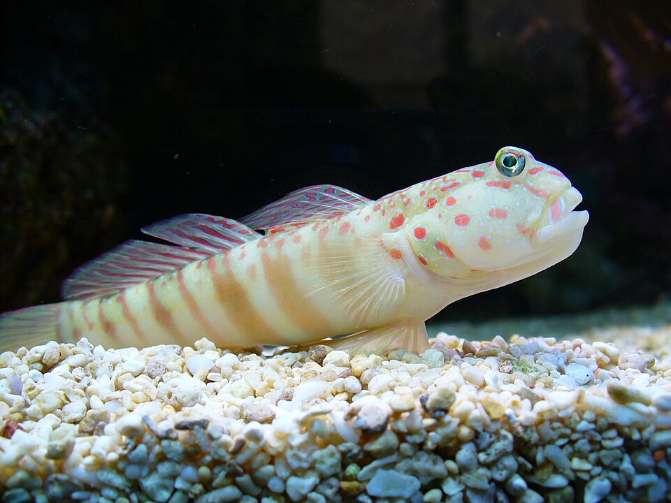 ภาพ ปลาบู่คู่กุ้งบู่ (Cryptocentrus leptocephalus)