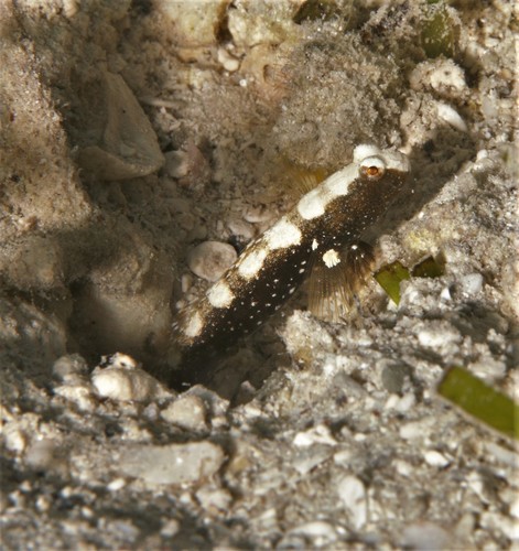 ภาพ ปลาบู่คู่กุ้งอานม้าบู่ (Cryptocentrus leucostictus)