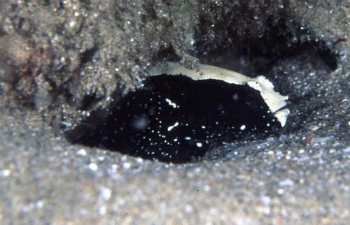 ภาพ ปลาบู่คู่กุ้งกุ้งบู่ (Cryptocentrus malindiensis)