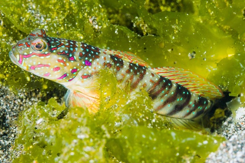 ภาพ ปลาบู่คู่กุ้งชมพู (Cryptocentrus melanopus)