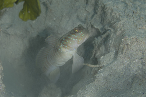 ภาพ ปลาบู่คู่กุ้งลายขวาง (Cryptocentrus multicinctus)