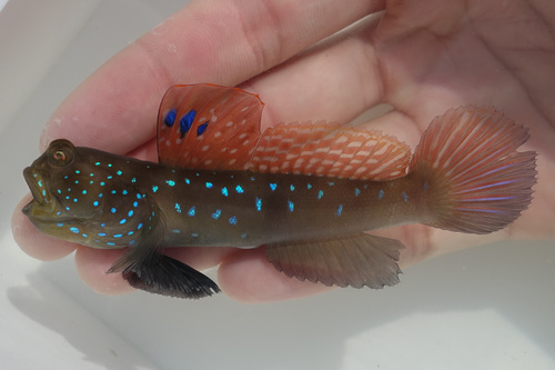 ภาพ ปลาบู่คู่กุ้งจุดฟ้าบู่ (Cryptocentrus pavoninoides)