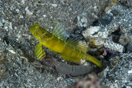 ภาพ ปลาบู่คู่กุ้งลายขวาง (Cryptocentrus sericus)