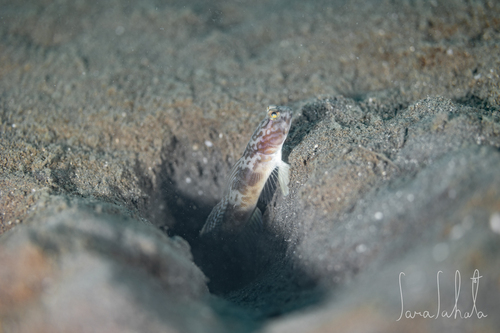 ภาพ ปลาบู่คู่กุ้ง shigensis (Cryptocentrus shigensis)