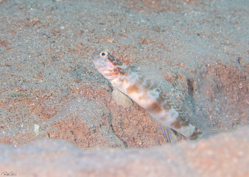 ภาพ ปลาบู่คู่กุ้ง steinhardti (Cryptocentrus steinhardti)