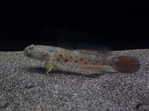 ภาพ ปลาบู่คู่กุ้ง yatsui (Cryptocentrus yatsui)